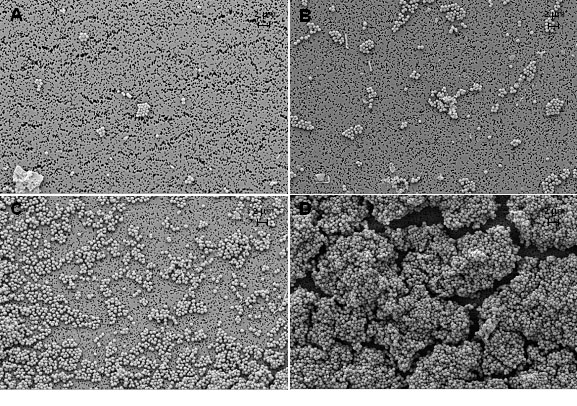 Scanning electron microscope images of S. aureus dried onto membrane filters All images used a 5 000 x magnification. Images contain a concentration of 105 (A), 106 (B), 107 (C) and 108 (D) cells of S. aureus on a membrane. 